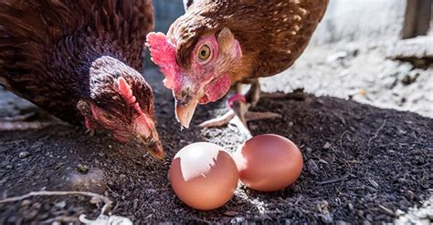 Pourquoi Les Poules Mangent Leurs Oeufs Pourquoi les poules mangent-elles leurs oeufs ? - Causes et solutions